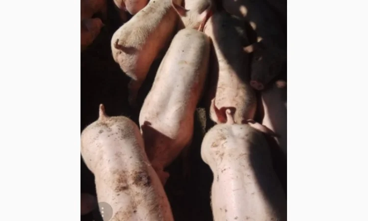 Продаются мясные поросята весом от 10 до 20 кг - фото № 1