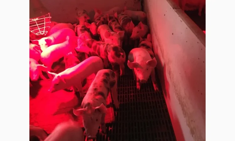 Продается поросенок весом 15 кг - фото № 1