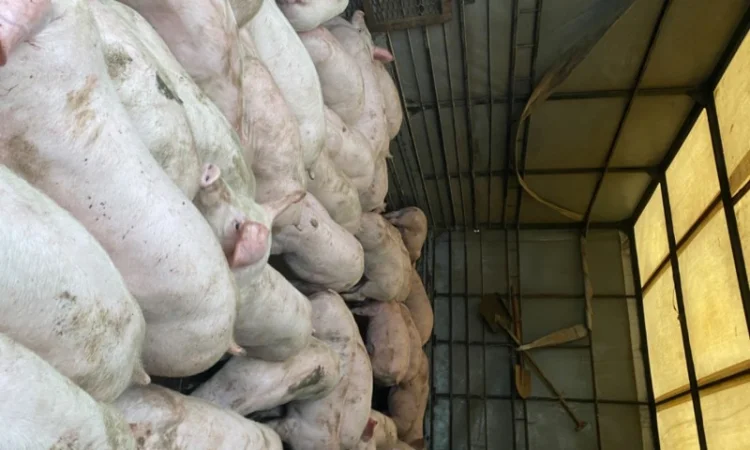 Поросята доставка бесплатно - фото № 1