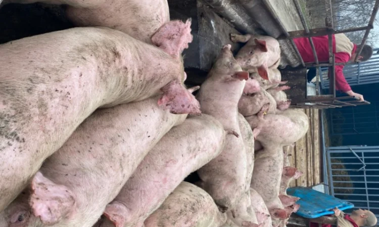 Поросята оптом от 17 до 25 кг - фото № 1