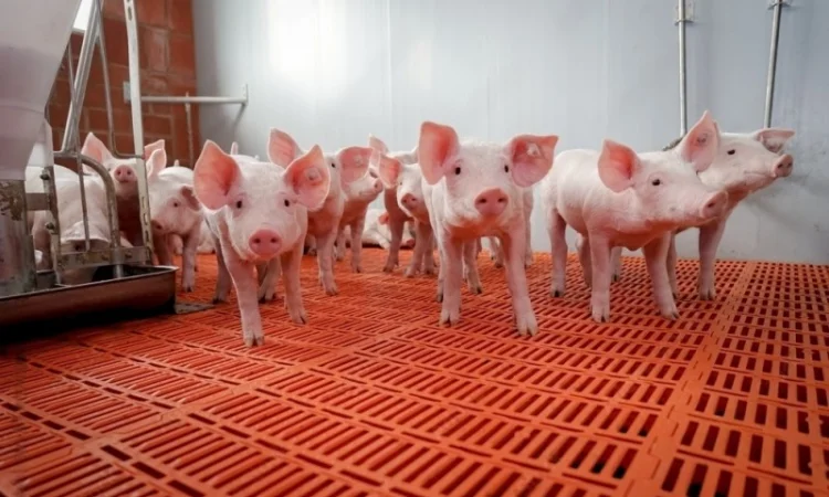 Свинокомплекс предлагает поросят свиней - фото № 1