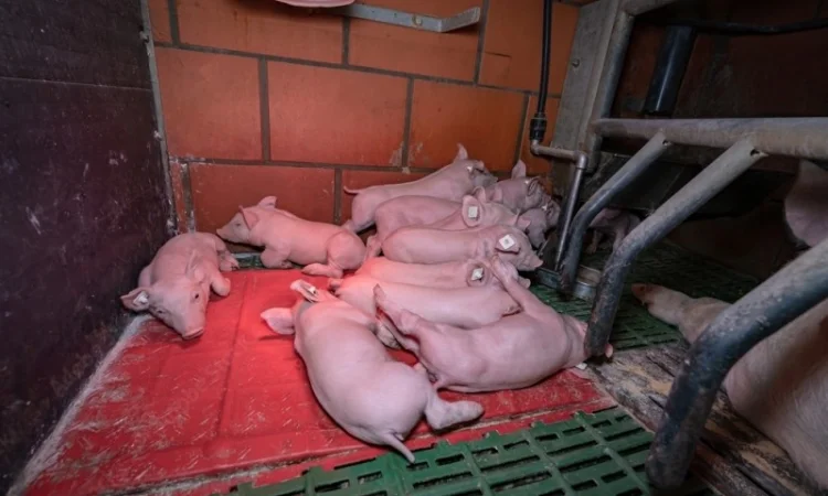 Бесплатная доставка поросят - фото № 1