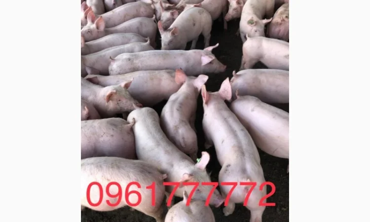 Продаются поросята с доставкой по Запорожью - фото № 1