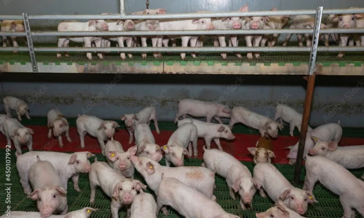 Ферма Поросята бекон ua - фото № 1