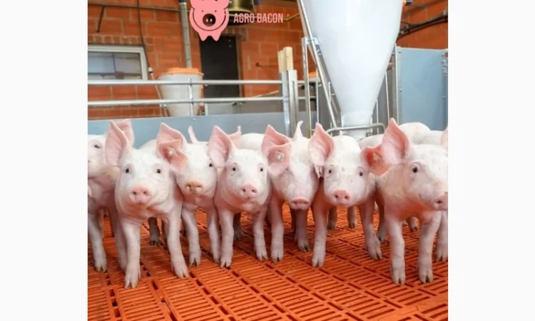 Продамо поросят та реализует поросят бекон - фото № 1