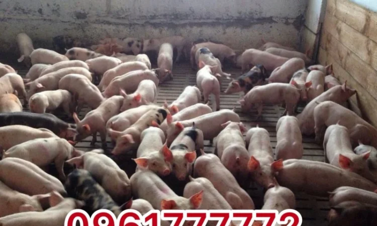 Продажа Реалізація поросят Ландрас петрен Доставка - фото № 1