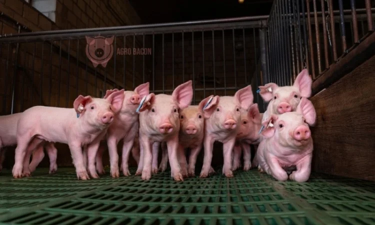 Поросята для відкорму бекону - фото № 1