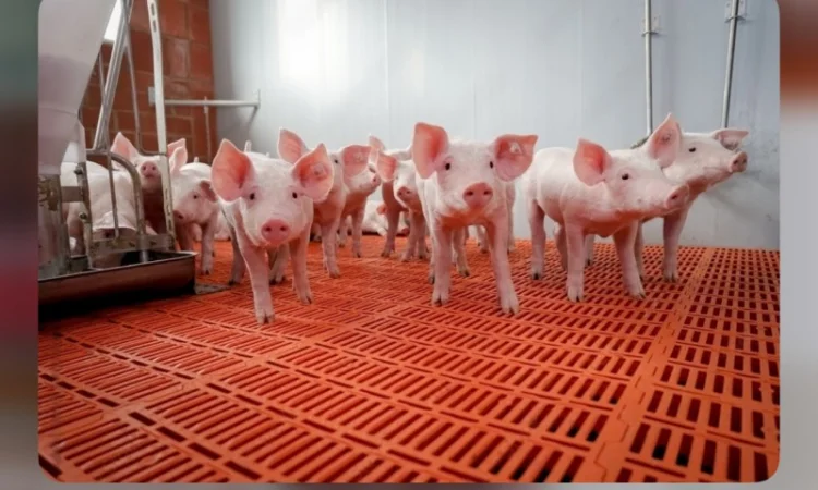 Поросята датської генетики трьох породний гібрид - фото № 1