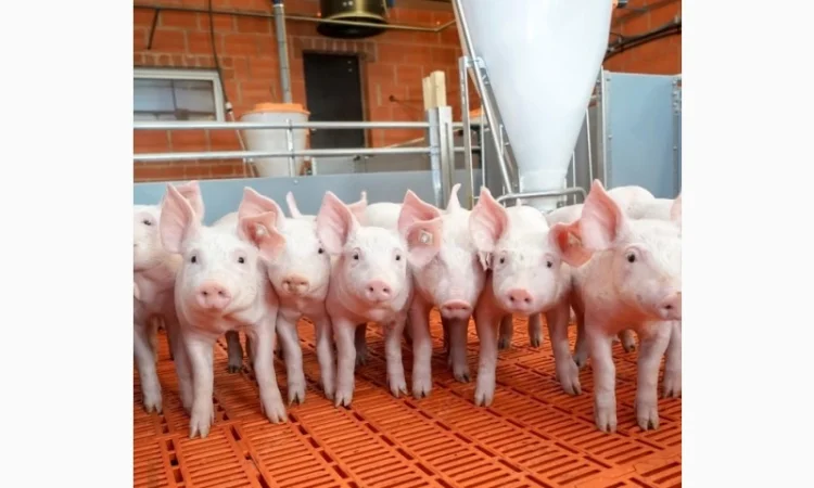 Продаются поросята свиней различных весовых категорий - фото № 1