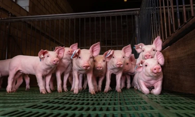 Свинокомплекс, 754 на постоянной основе, поросят мясных пород - фото № 1