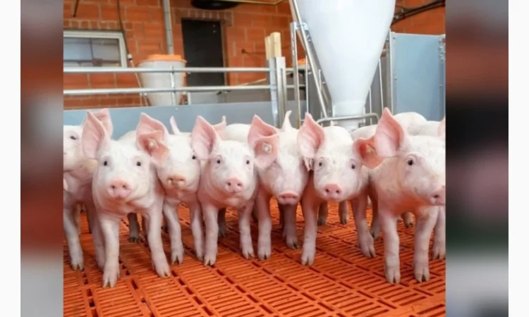 Продажа поросят по всей Украине - фото № 1