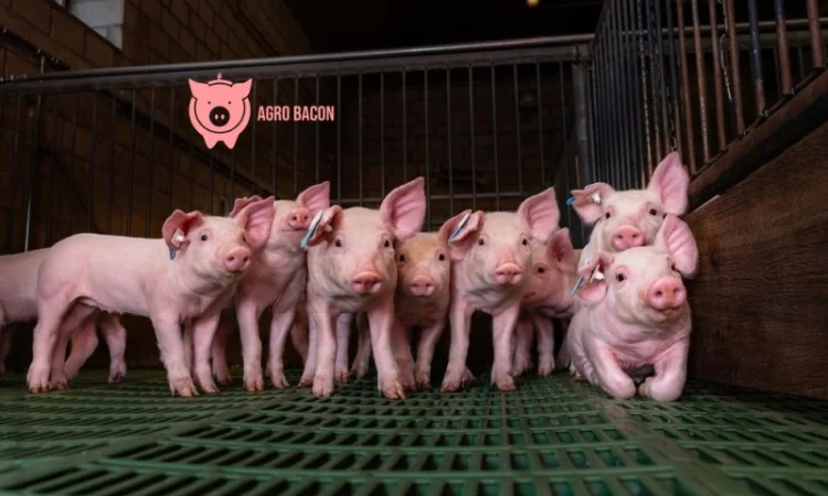 Поросятка весом 23-25 кг от AgroBacon - фото № 1