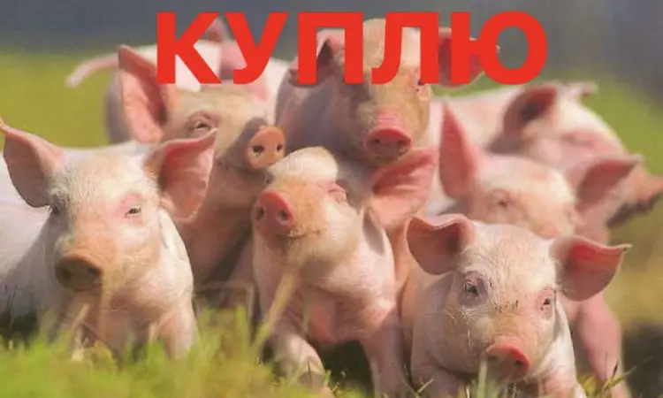 Куплю поросята гурт - фото № 1