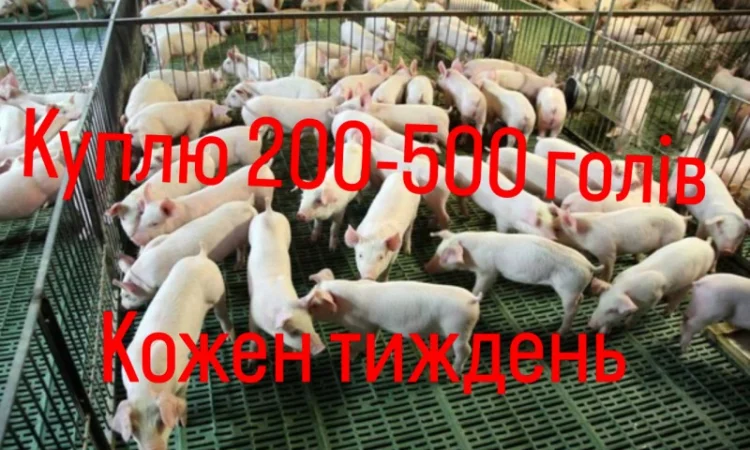 Куплю поросят оптом - фото № 1