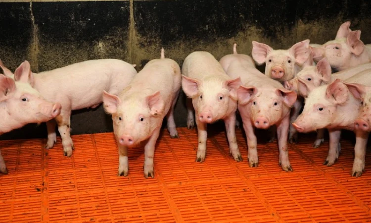 Продажа поросят мясных пород оптом - фото № 1