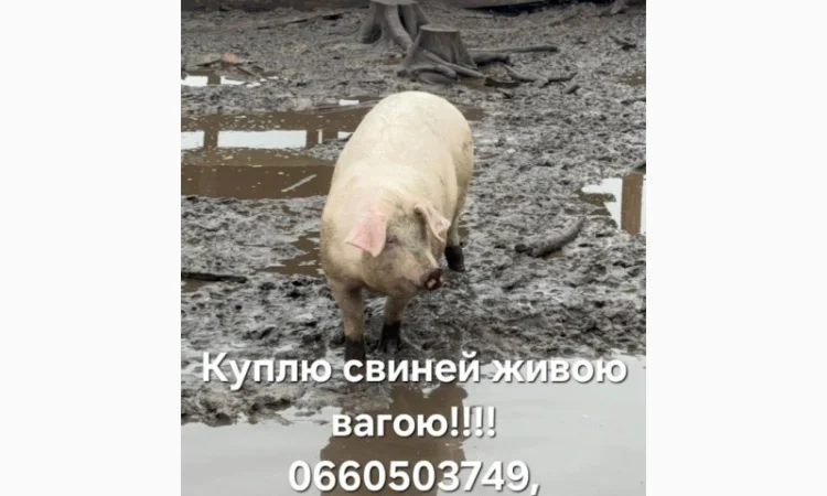 Куплю свиней - фото № 1