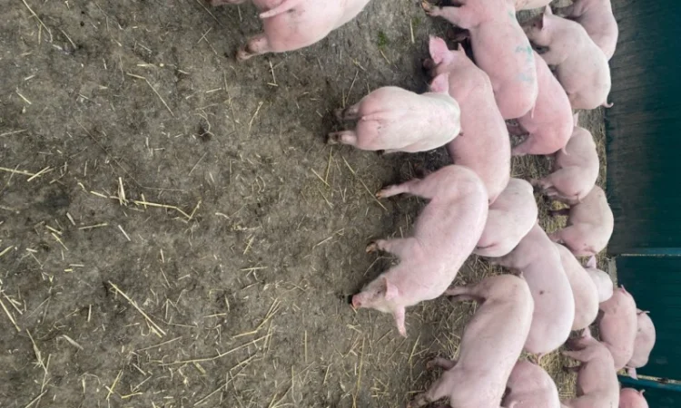 Поросята 20-25 - фото № 1