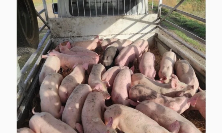 Поросята беконні - фото № 1