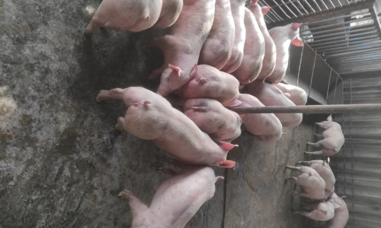 Поросята с доставкою - фото № 1