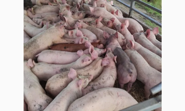 Свинокомплекс реализует поросят с доставкой - фото № 1