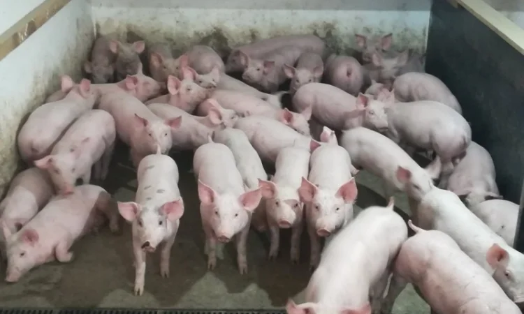 Поросята бекон 18-19 кг - фото № 1