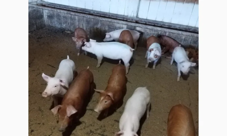 Продам порост - фото № 1