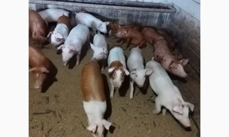 Продам порост - фото № 2