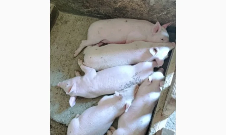 Поросята м'ясної породи - фото № 1