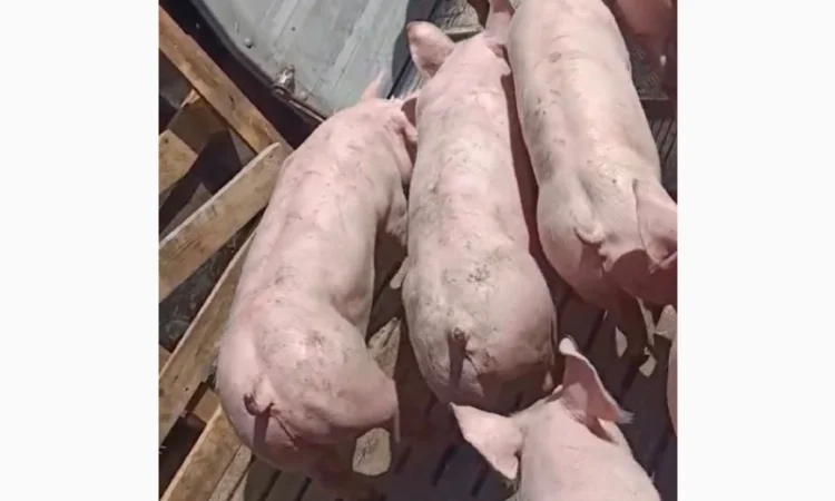 Поросята продам 10-15 кг - фото № 1