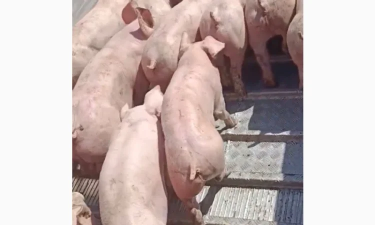 Поросята продам 10-15 кг - фото № 2