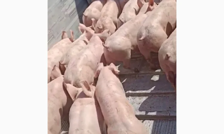 Поросята продам 10-15 кг - фото № 4