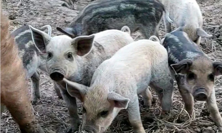 Продам поросят Венгерская мангалица - фото № 2