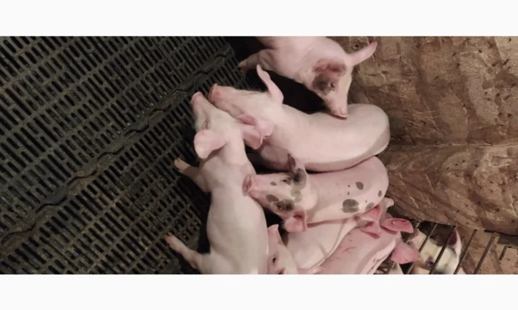 Продам поросят - фото № 1