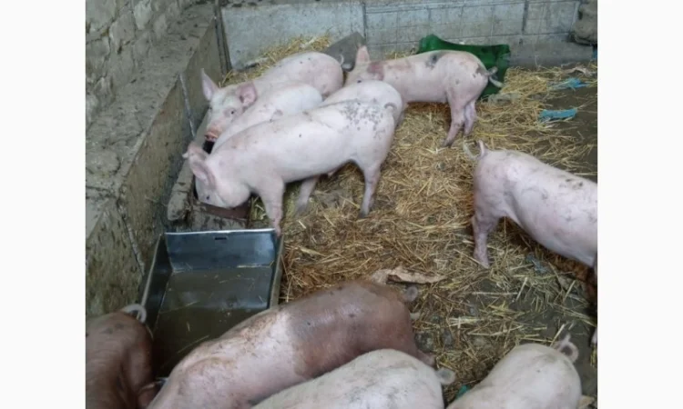 Продам поросят - фото № 1