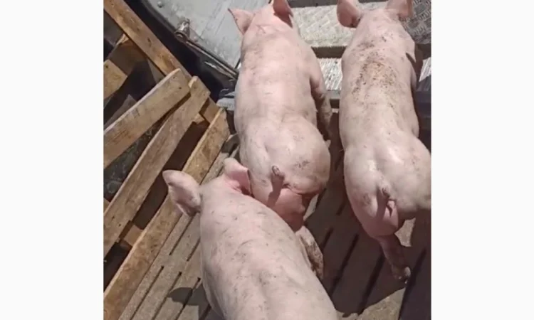 Продам поросята 40-60-80кг - фото № 1