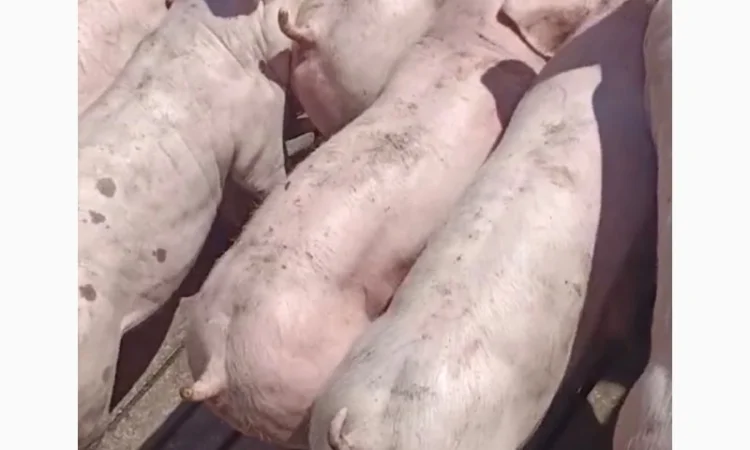 Продам поросята 40-60-80кг - фото № 2