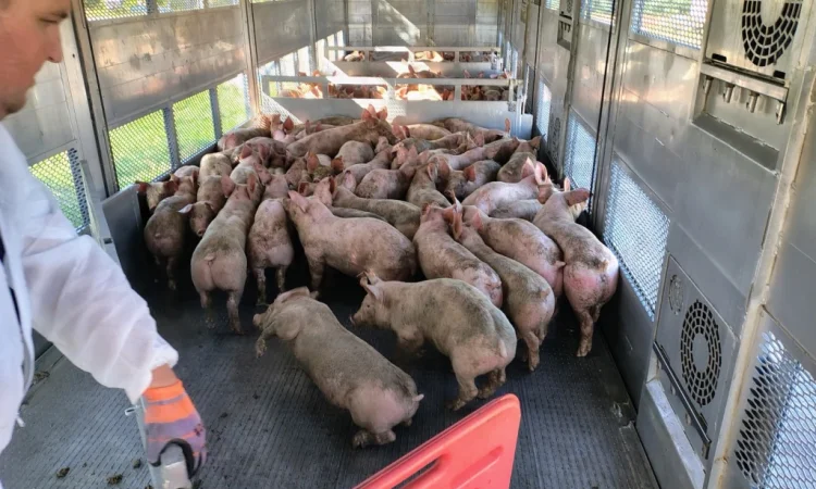 Пропонуються поросята вагою 20-26 кг - фото № 1