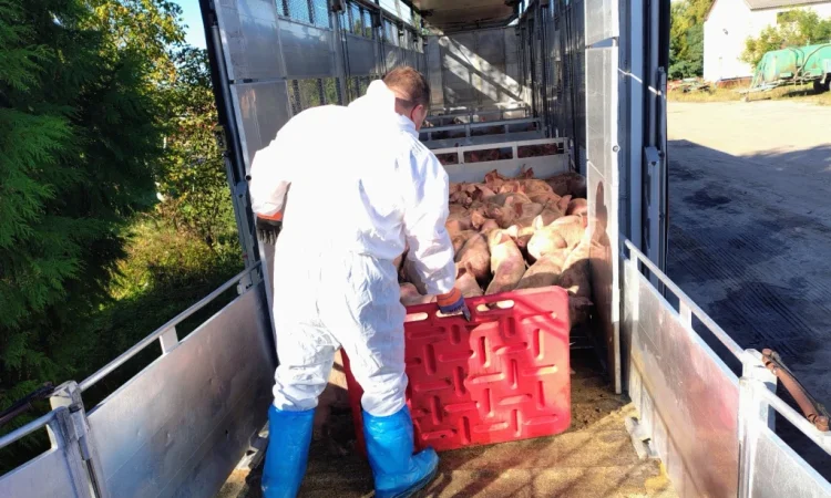 Пропонуються поросята вагою 20-26 кг - фото № 2