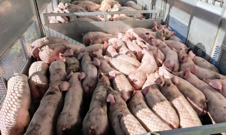 Пропонуються поросята вагою 20-26 кг - фото № 3