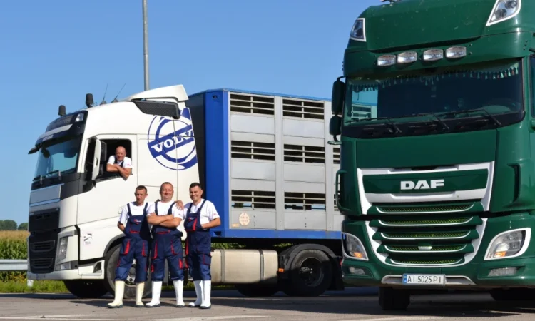 Пропонуються поросята вагою 20-26 кг - фото № 4