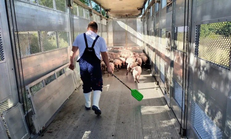 Пропонуються поросята вагою 20-26 кг - фото № 5