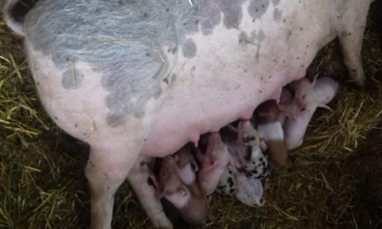 Продам поросят різних порід : ландрас+мангал+червона білопояса, ландрас+мангал - фото № 1