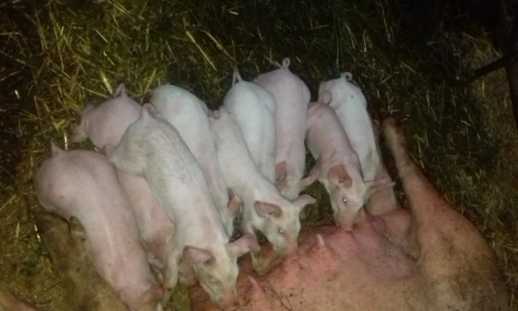 Продам поросят різних порід : ландрас+мангал+червона білопояса, ландрас+мангал - фото № 2