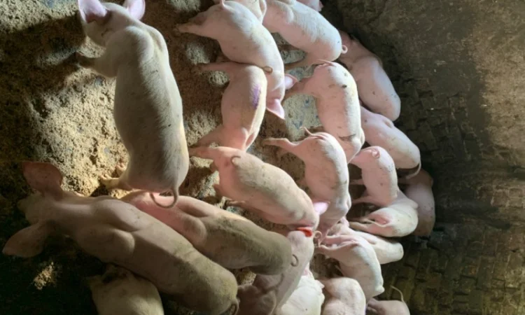 Продам Поросят від 10шт опт - фото № 1