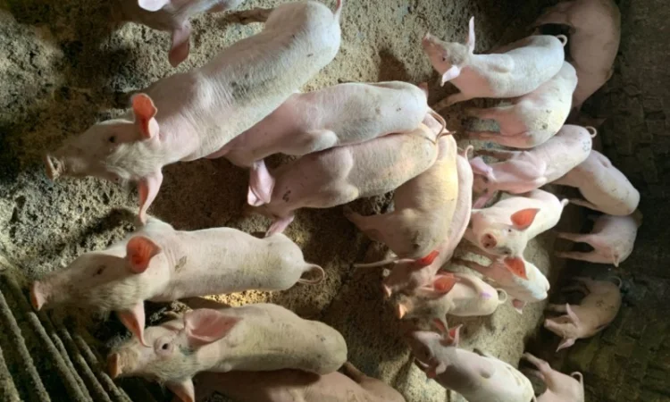 Продам Поросят від 10шт опт - фото № 2