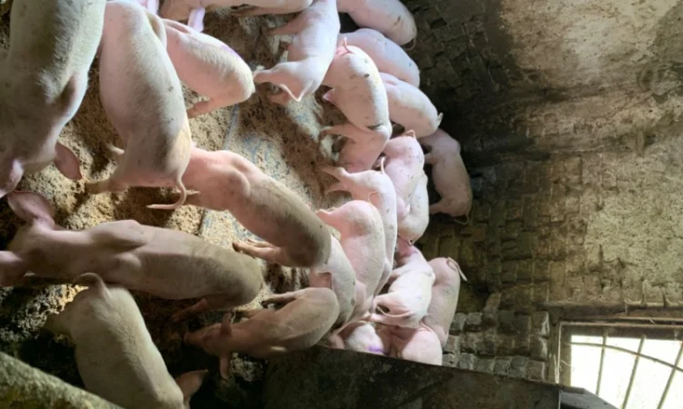 Продам Поросят від 10шт опт - фото № 3