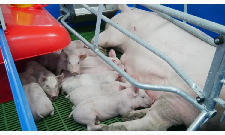 Продаж поросят беконної породи - фото № 1