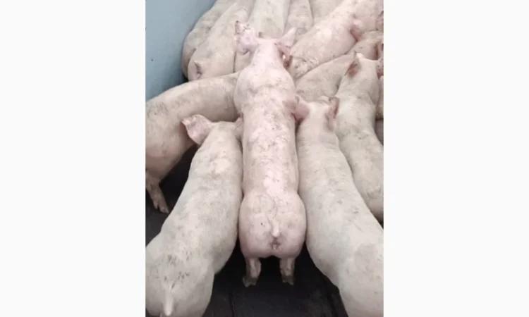 Продам поросят - фото № 1