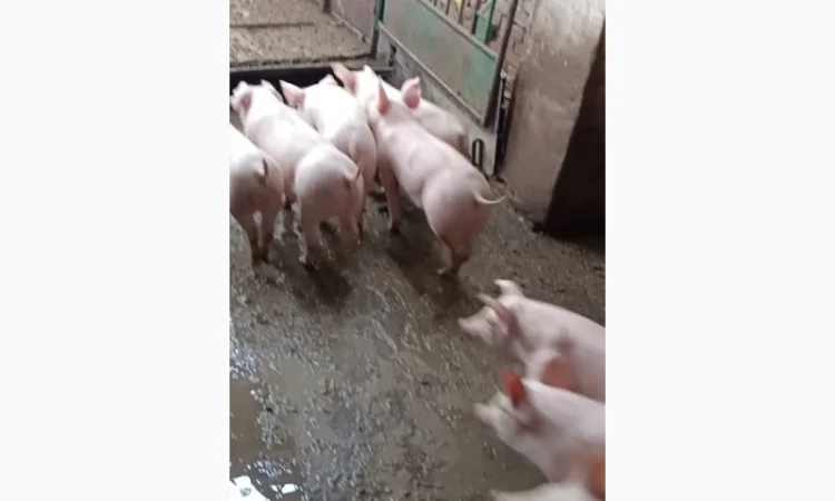 Продам поросят - фото № 2