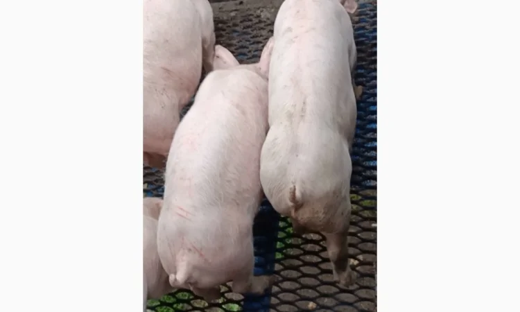 Продам поросят - фото № 3